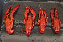 Louisianaflodkräftor kokta 16/22 700 gr fryst - Utförsäljning