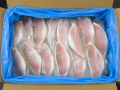 Red Snapper