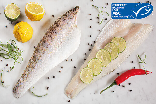 Pike perch fillet