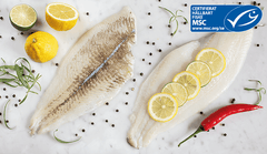 King Flounder - msc - Sold out