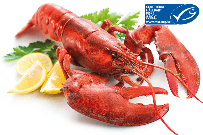 Lobster - 600 gr -35%