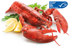 Lobster - 600 gr -35%